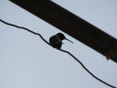 Cynanthus latirostris