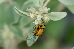 Chauliognathus erratus