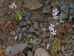 Jamesbrittenia tysonii