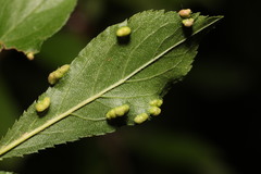 Eriophyes similis
