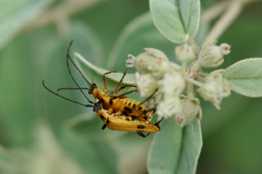 Chauliognathus erratus