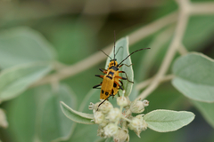 Chauliognathus erratus