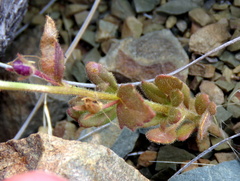 Jamesbrittenia tysonii