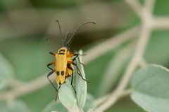Chauliognathus erratus