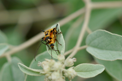 Chauliognathus erratus
