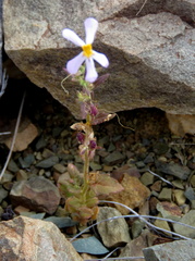 Jamesbrittenia tysonii