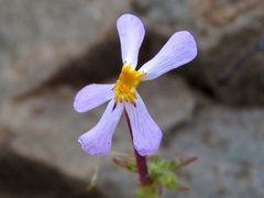 Jamesbrittenia tysonii