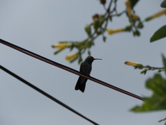 Cynanthus latirostris