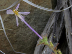 Jamesbrittenia tysonii