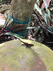 Anolis conspersus