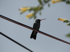 Cynanthus latirostris