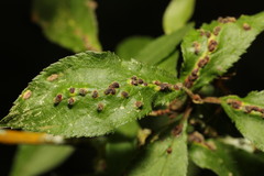 Eriophyes homophyllus