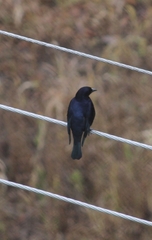 Molothrus bonariensis