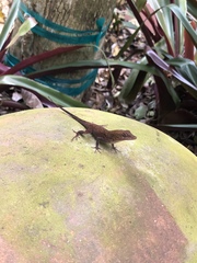 Anolis conspersus