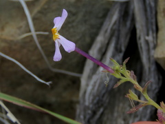 Jamesbrittenia tysonii