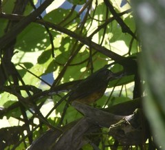 Grallaria guatimalensis