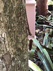 Anolis conspersus