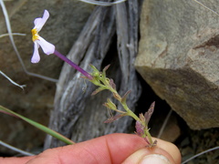 Jamesbrittenia tysonii