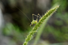 Mactruchus ischnodus