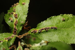 Eriophyes homophyllus