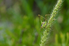 Mactruchus ischnodus