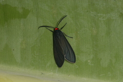 Inopsis modulata