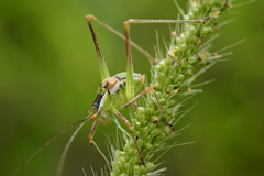 Mactruchus ischnodus