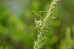 Mactruchus ischnodus