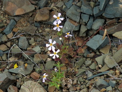 Jamesbrittenia tysonii