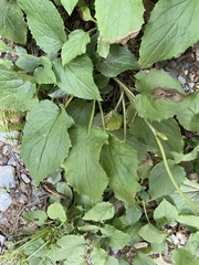 Rugelia nudicaulis