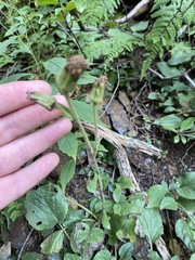 Rugelia nudicaulis