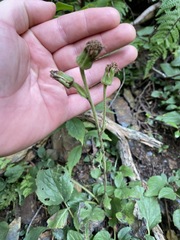 Rugelia nudicaulis