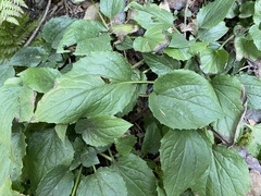 Rugelia nudicaulis