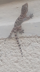 Tarentola mauritanica