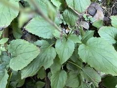 Rugelia nudicaulis