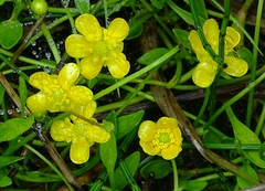 Ranunculus reptans