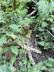 Rugelia nudicaulis