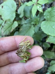 Rugelia nudicaulis