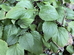Rugelia nudicaulis