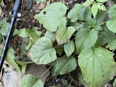 Rugelia nudicaulis