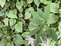 Rugelia nudicaulis