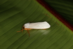 Agylla nivea