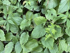 Rugelia nudicaulis