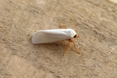 Agylla nivea