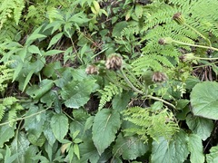 Rugelia nudicaulis