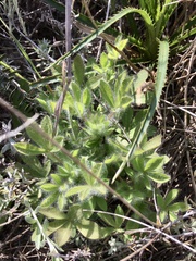 Lupinus bracteolaris