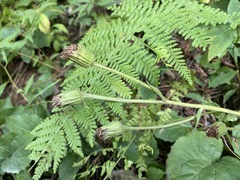 Rugelia nudicaulis