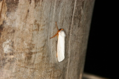 Agylla nivea