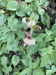 Rugelia nudicaulis