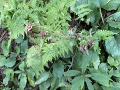 Rugelia nudicaulis